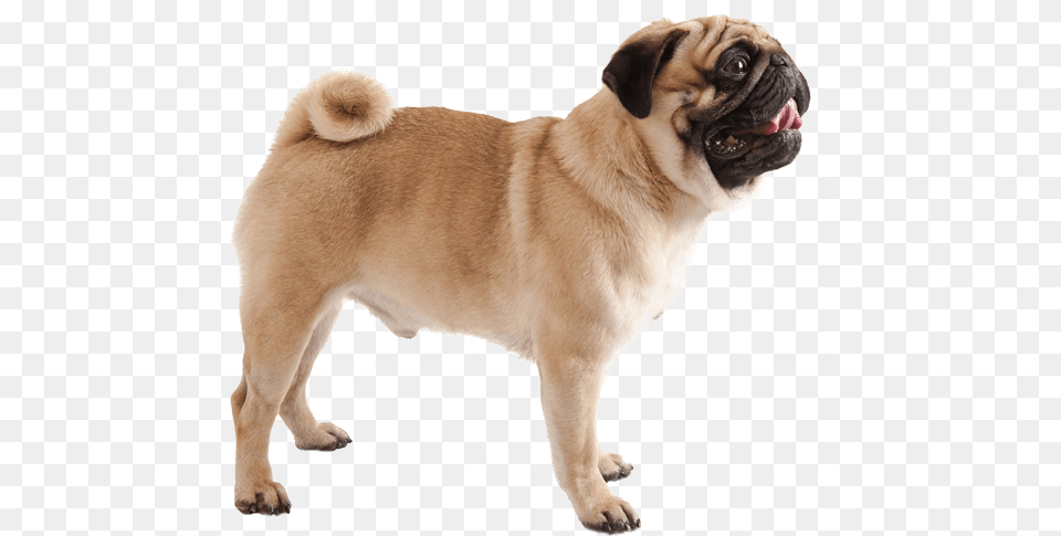 Appearance Of Pug Pug Appearance, Animal, Canine, Mammal, Pet Png Image