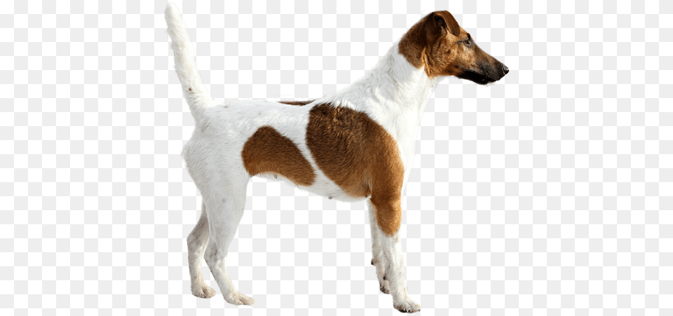 Appearance Of Smooth Fox Terrier Smooth Fox Terrier Tricks Training Smooth Fox Terrier, Animal, Canine, Dog, Mammal Png Image