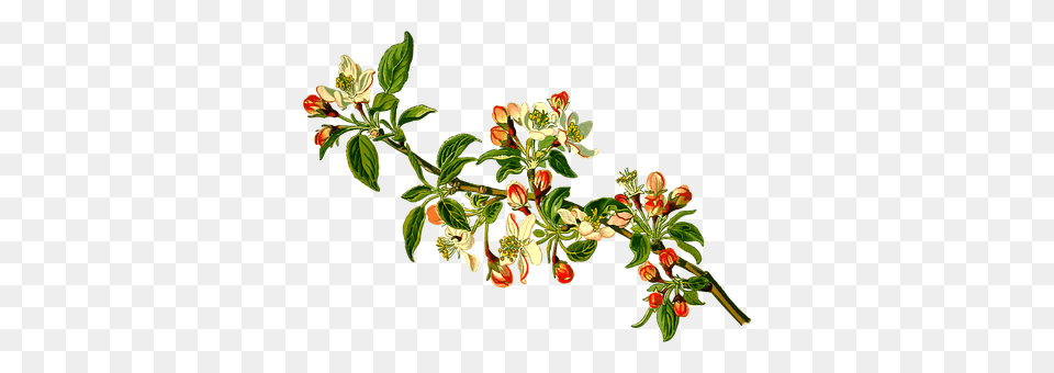 Apple Acanthaceae, Leaf, Flower Arrangement, Flower Png