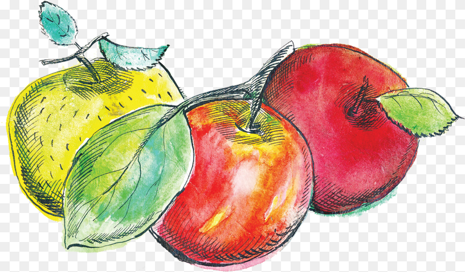 Apple, Food, Fruit, Plant, Produce Free Png