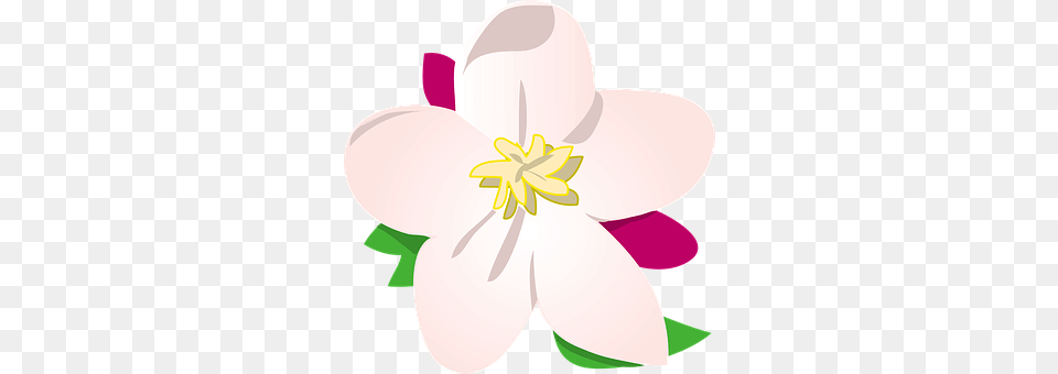 Apple Anther, Flower, Plant, Anemone Free Png