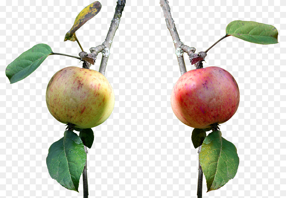 Apple Food, Fruit, Plant, Produce Free Transparent Png