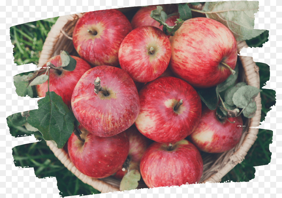 Apple Basket Mcintosh, Food, Fruit, Plant, Produce Png