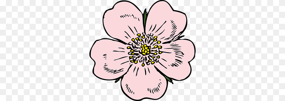 Apple Blossom Anemone, Anther, Flower, Petal Png