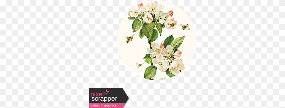Apple Blossom Brad Disk Apple Blossom Branch Illustration, Art, Pattern, Floral Design, Graphics Png Image