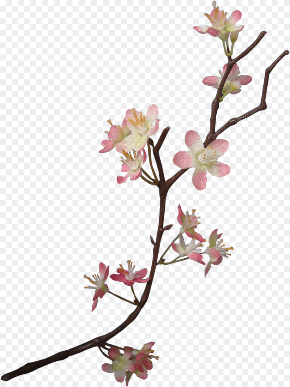Apple Blossom Flower, Plant, Petal, Geranium, Flower Arrangement Png