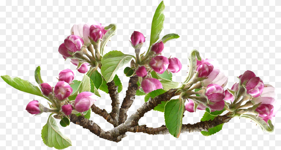 Apple Blossom Flower Tree Orchard Apple Blossom, Flower Arrangement, Plant, Petal, Acanthaceae Free Transparent Png