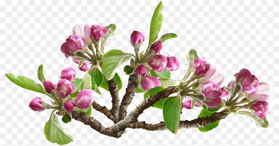 Apple Blossom Flower Tree Orchard Spring Apple Blossom, Flower Arrangement, Plant, Petal, Bud Png Image