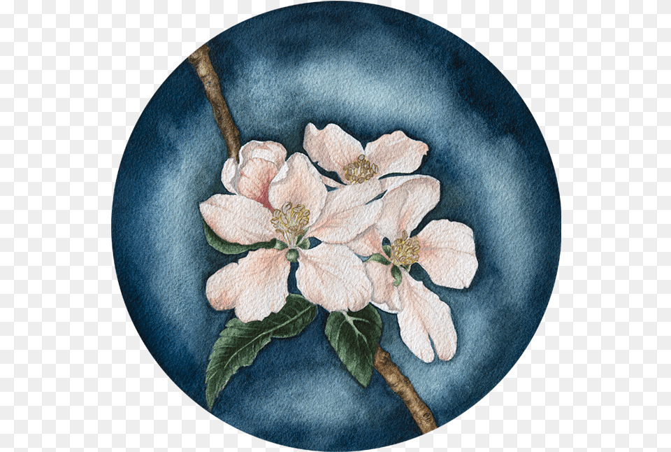 Apple Blossom In The Evening Sun Mayflower, Anemone, Flower, Plant, Art Free Png