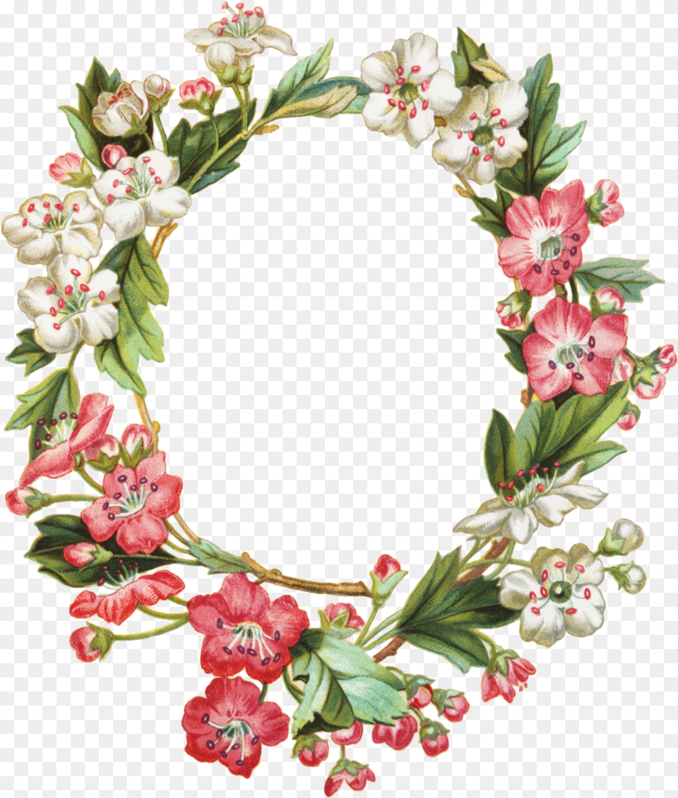 Apple Blossom Oval Wreath Graphicsfairy Photo Flower Frames, Plant, Pattern, Art, Floral Design Png Image