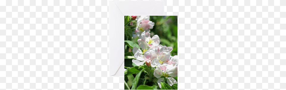 Apple Blossoms Greeting Cards, Flower, Petal, Plant, Anemone Png Image
