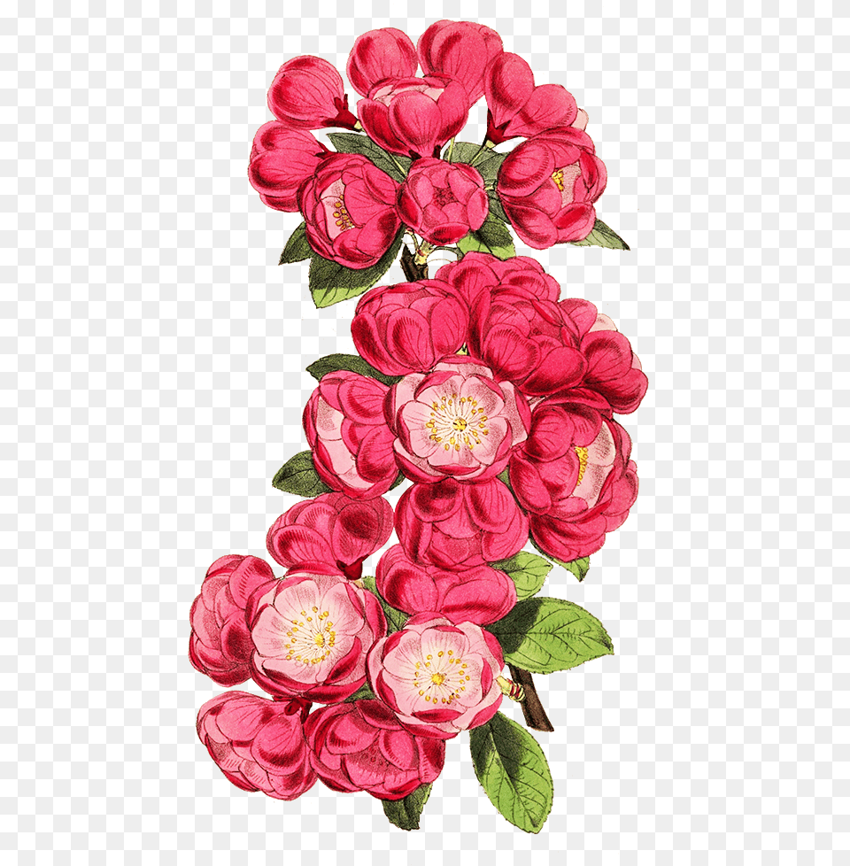 Apple Blossoms On Branch Cut Out Garden Roses, Art, Plant, Pattern, Graphics Png Image