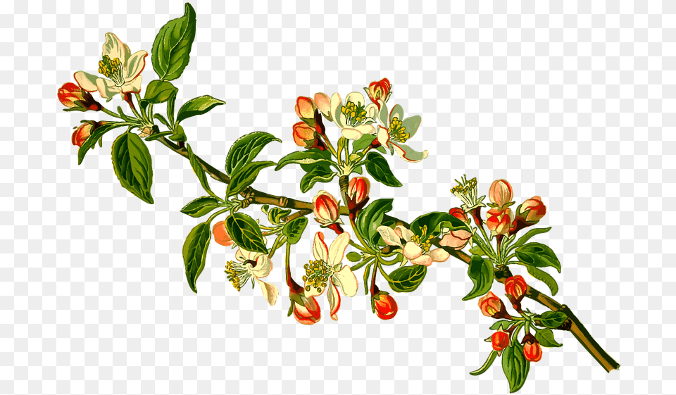 Apple Branch Deciduous Fruit Herbal Medicinal, Acanthaceae, Plant, Leaf, Herbs Png Image