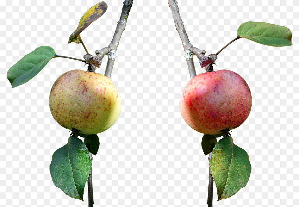 Apple Branch Fruit Nature Leaves Red Red Apple Apple, Food, Plant, Produce Free Transparent Png