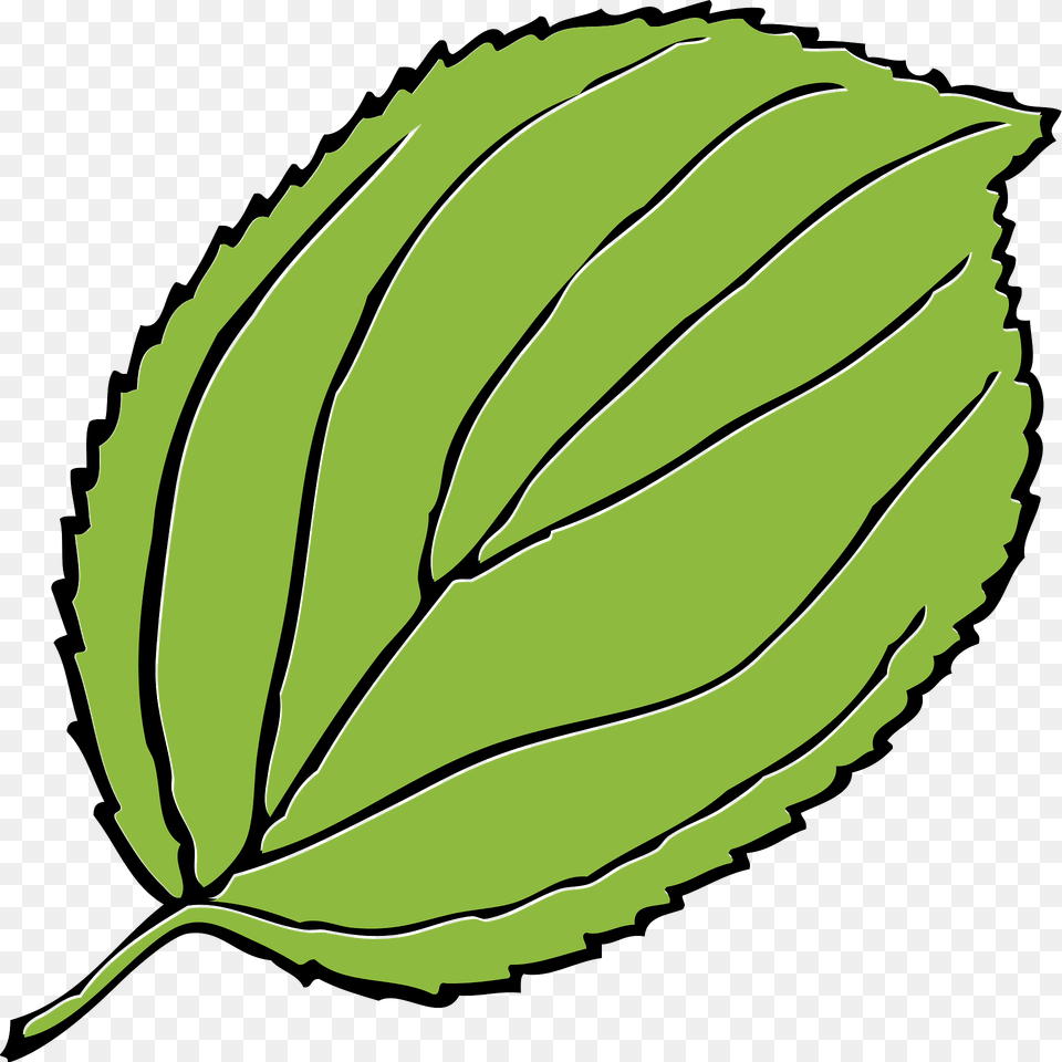 Apple Clipart, Herbal, Herbs, Leaf, Plant Free Png