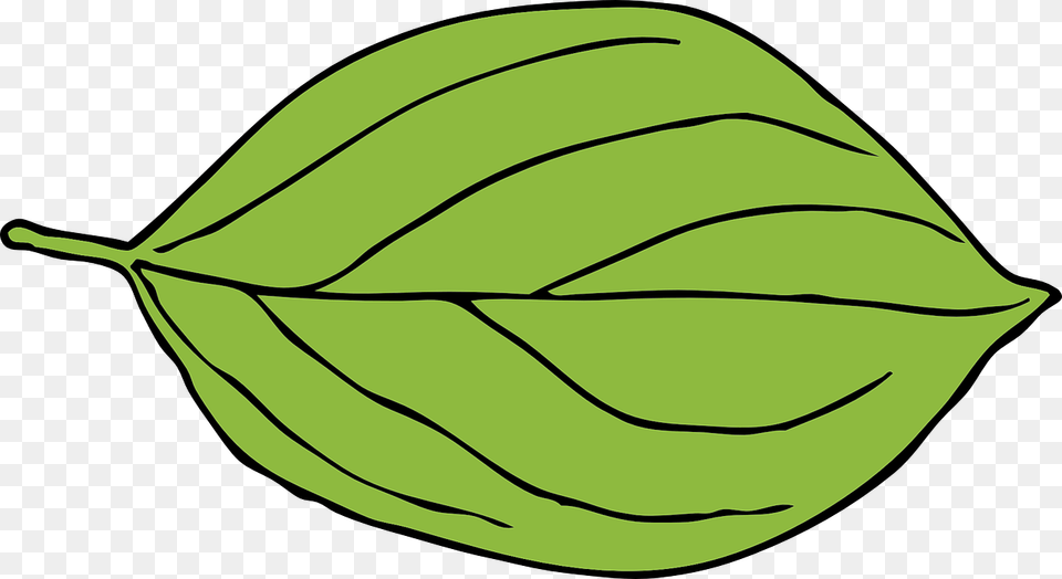 Apple Leaf Green Oval Shape Oval Leaf Clipart, Plant, Shark, Sea Life, Animal Free Transparent Png