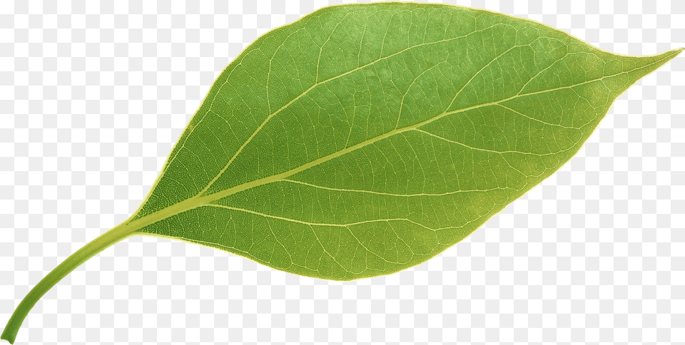 Apple Leavesapple Leaves Download, Leaf, Plant, Tree Png Image