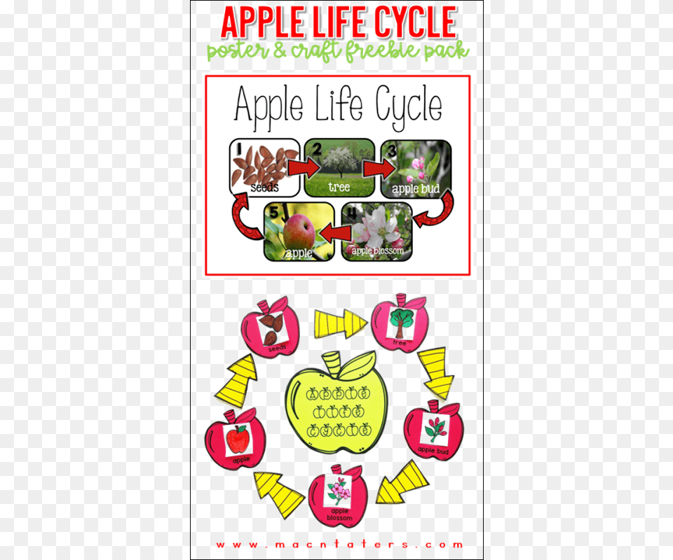 Apple Life Cycle Poster Amp Activity Free Apple Life Cycles, Advertisement, Publication, Book, Comics Png
