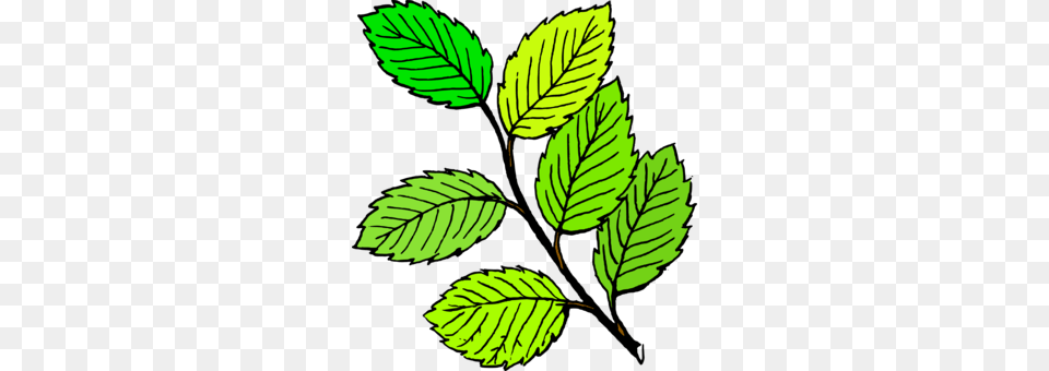 Apple Mint Mint Leaf Peppermint Drawing, Plant, Tree, Herbs, Green Free Png Download