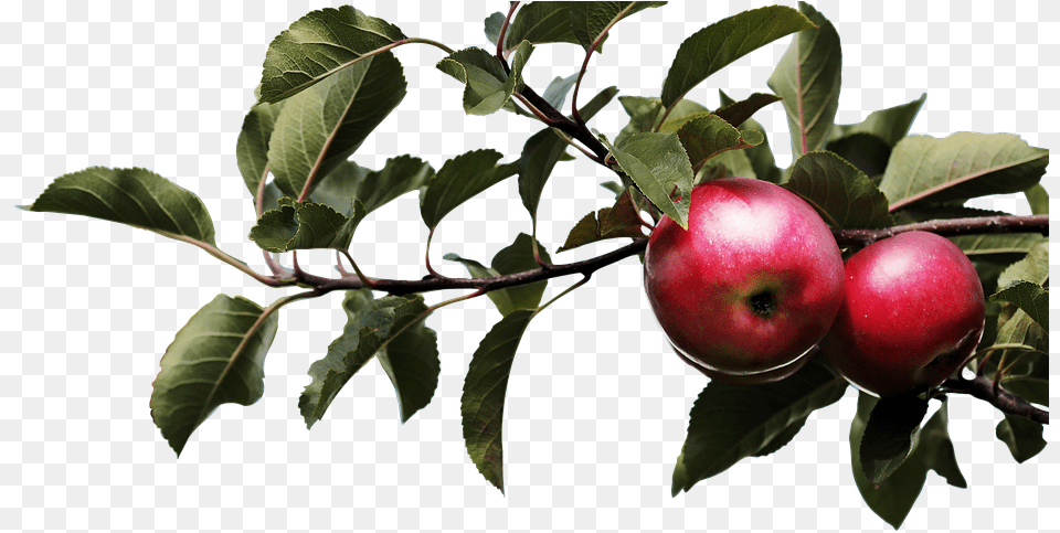 Apple Nature Tree Agriculture Blade Plant Apple Tree Branch, Food, Fruit, Produce Png Image