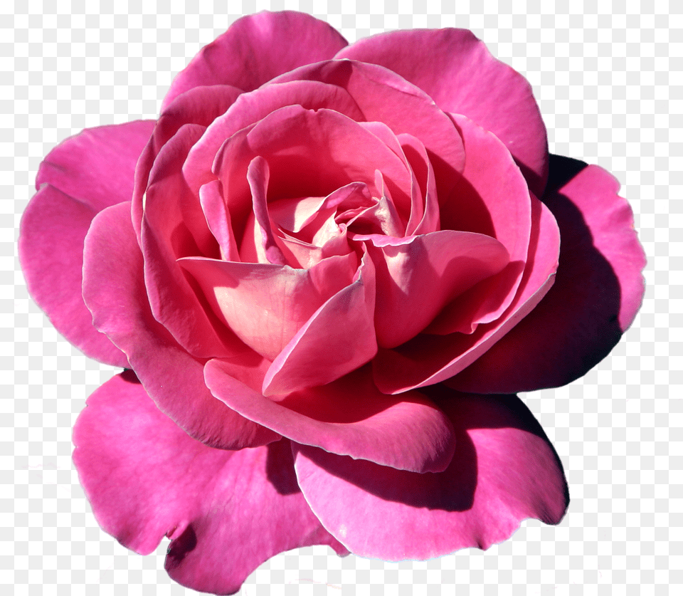 Apple Rose Clipart Clip Art Freeuse Pin By Lela Lena Rose, Flower, Plant, Petal Png Image