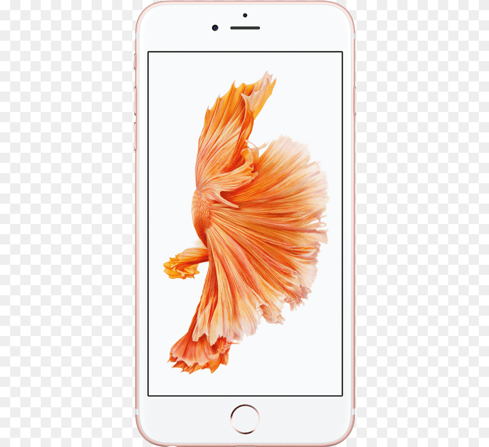 Apple Rose Gold 7 Plus Iphone, Electronics, Mobile Phone, Phone, Animal Png Image
