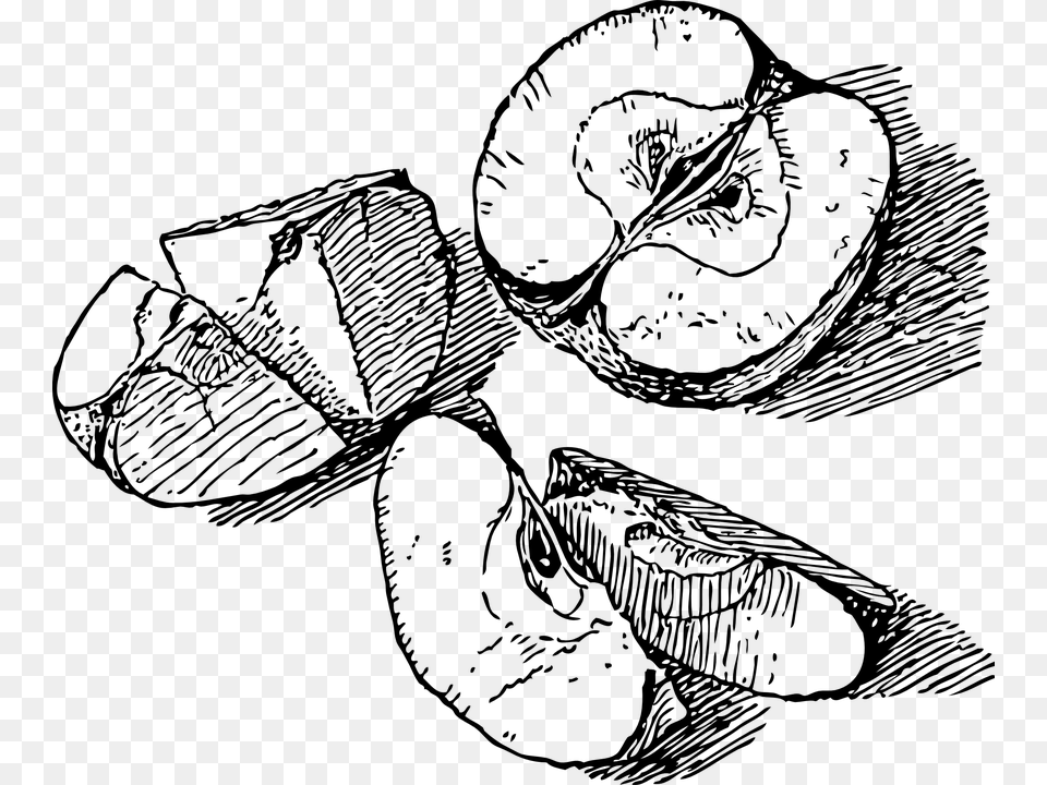 Apple Slice Sliced Apples Drawing, Gray Free Png Download