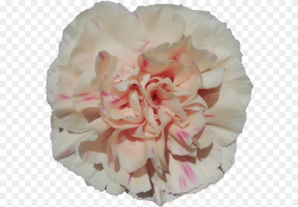 Apple 5232 Apple Tea Carnation, Flower, Plant, Rose Free Png