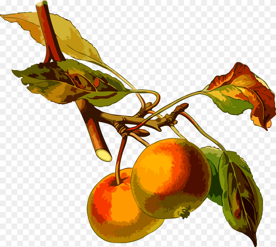 Apple Tree 2 Clip Arts Apple Tree Botanical Illustration, Food, Fruit, Plant, Produce Png Image