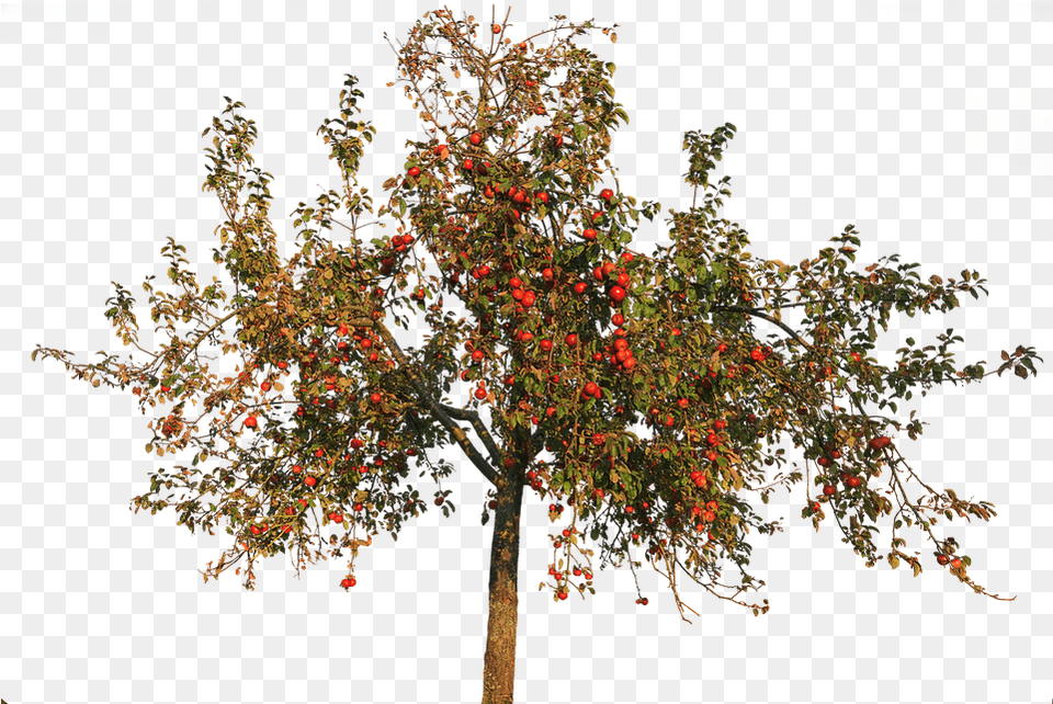 Apple Tree Apple Leaves Autumn Fruit Isolated Apple, Leaf, Plant, Food, Produce Png Image