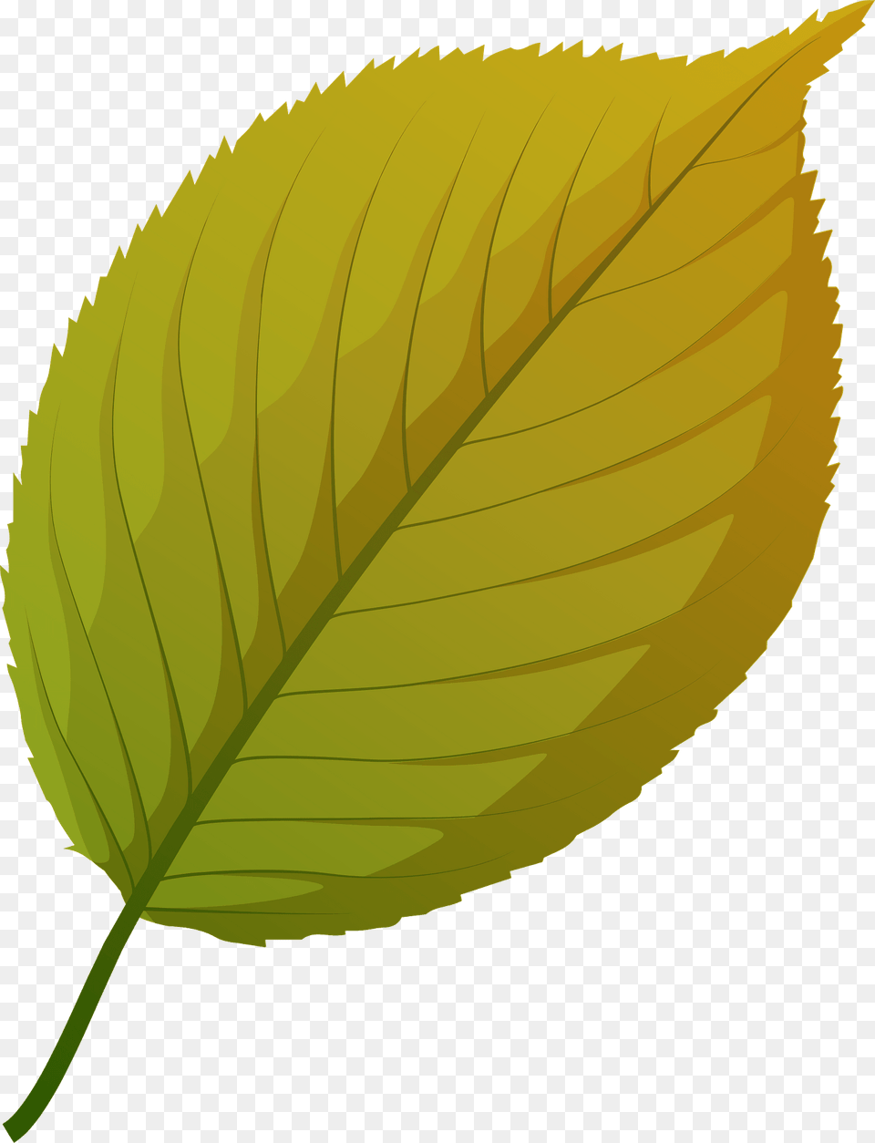 Apple Tree Autumn Leaf Clipart, Plant Free Png Download