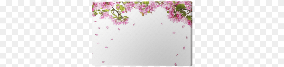 Apple Tree Blossom Branches And Falling Petals Canvas Flowers Falling, Flower, Petal, Plant, Cherry Blossom Png