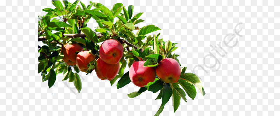 Apple Tree Branch Clipart Apple Tree Branch, Food, Fruit, Plant, Produce Png