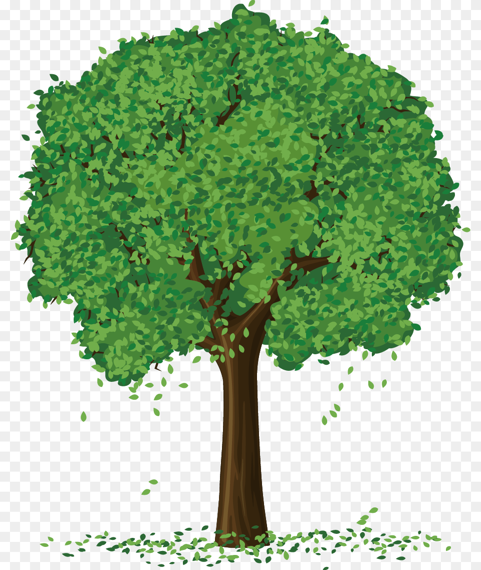Apple Tree Clipart, Plant, Tree Trunk, Oak, Sycamore Free Png
