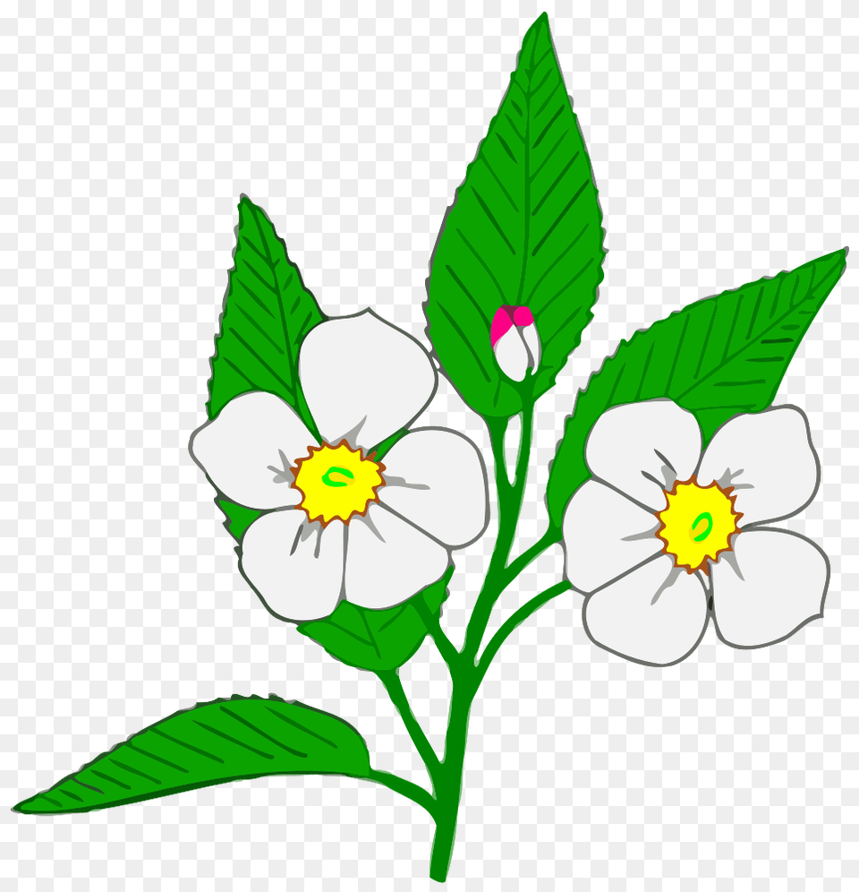 Apple Tree Clipart Clipartxtras Clip Art Of Blossom, Anemone, Plant, Anther, Flower Free Png Download