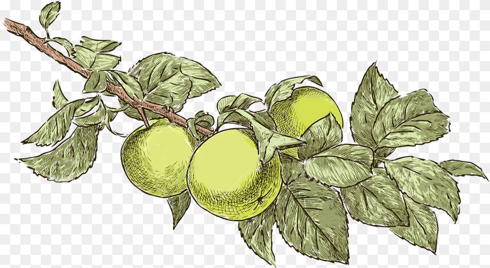 Apple Tree Drawing Apple Tree Leaf Drawing, Food, Fruit, Plant, Produce Free Png Download