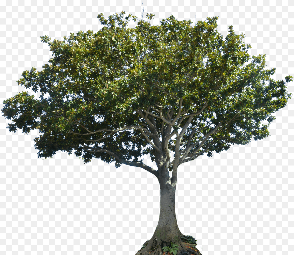 Apple Tree Elevation, Oak, Plant, Sycamore, Tree Trunk Png Image