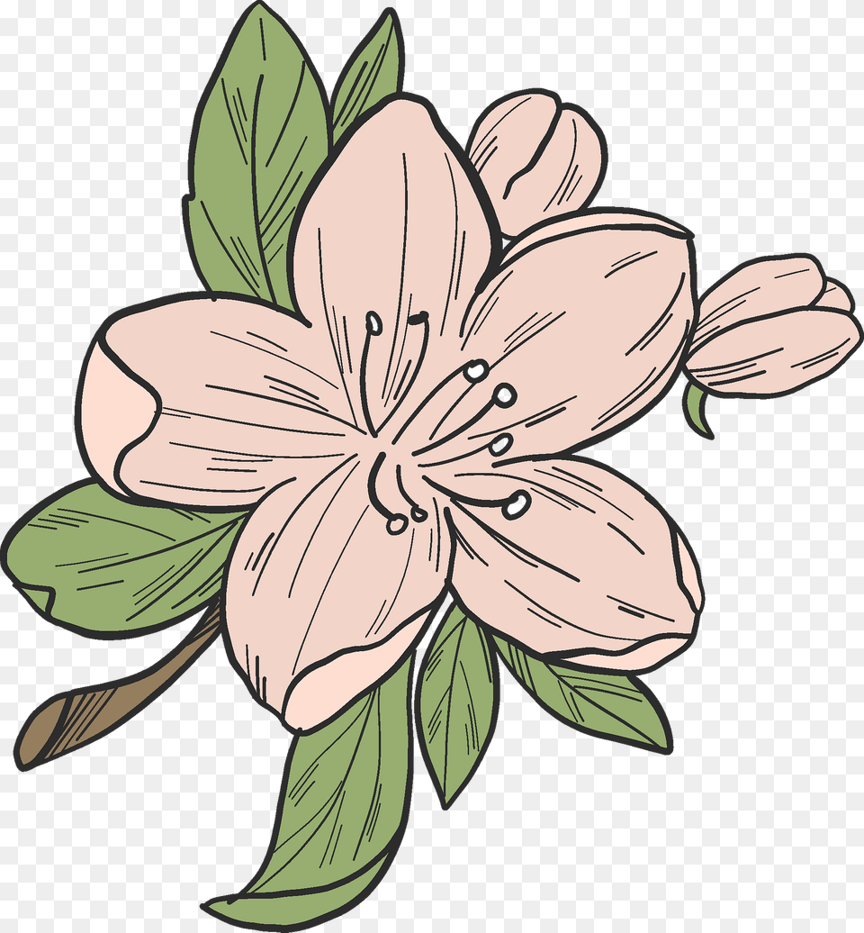 Apple Tree Flower Clipart, Plant, Baby, Pattern, Person Free Transparent Png