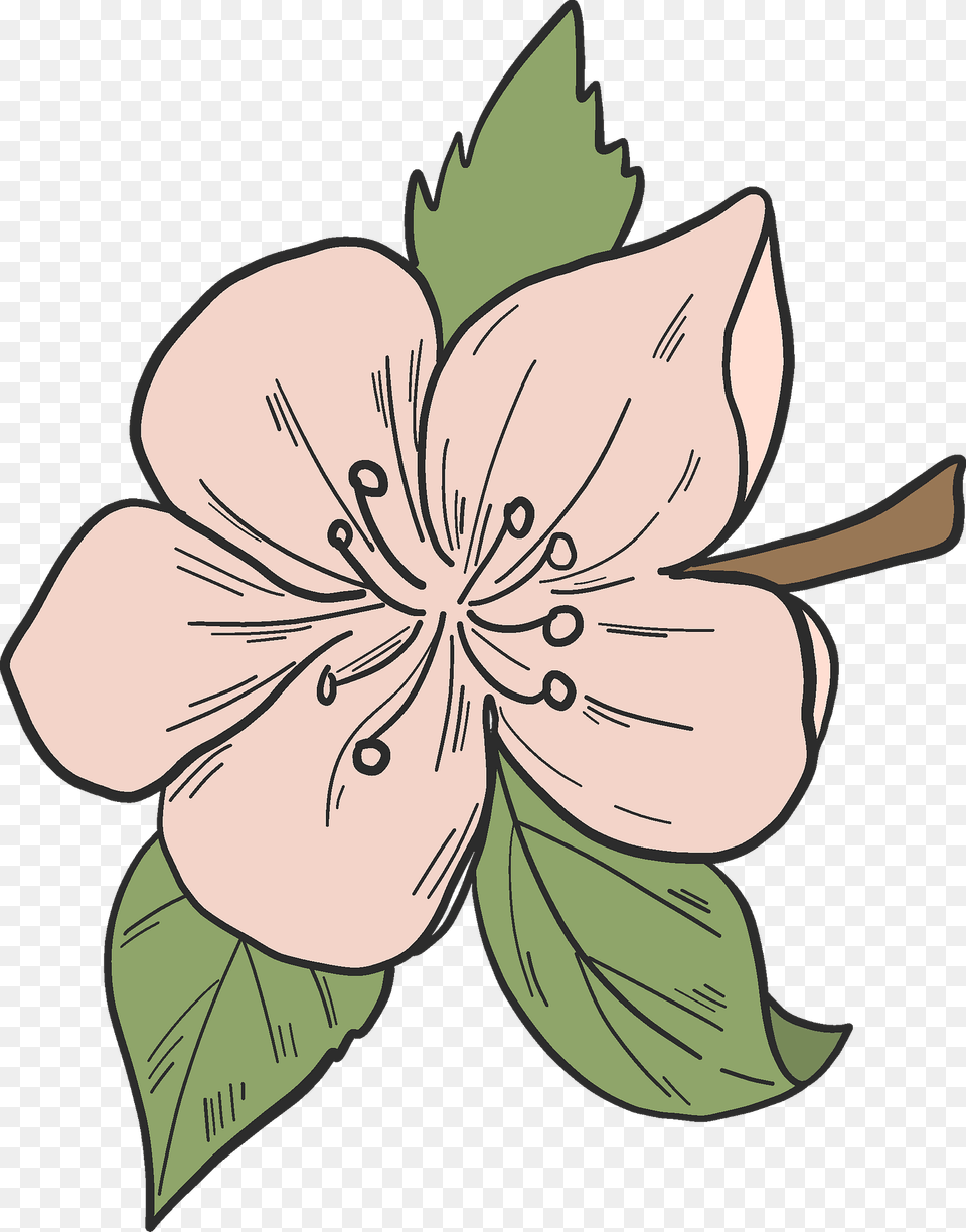 Apple Tree Flower Clipart, Plant, Person, Face, Head Png Image