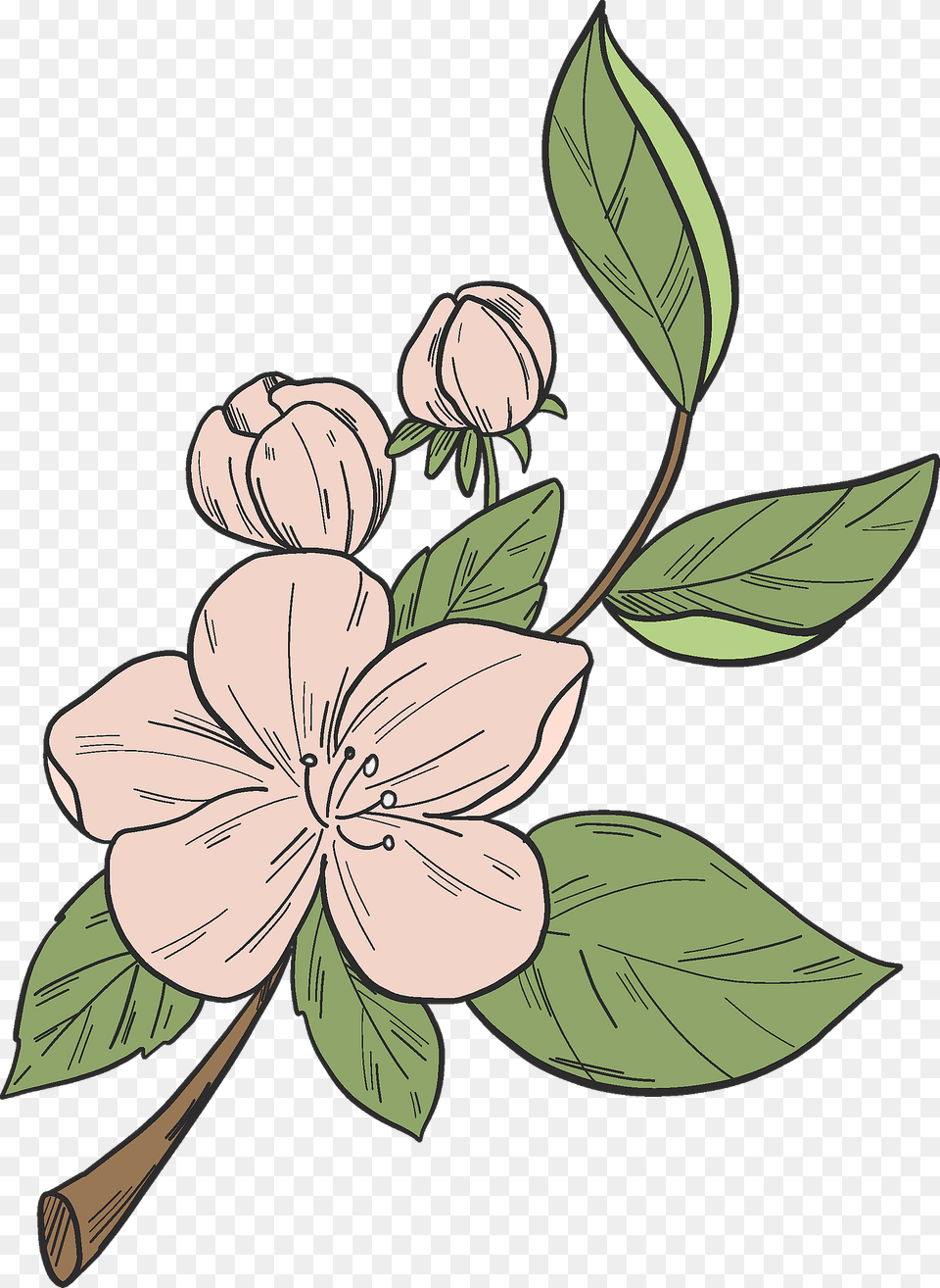 Apple Tree Flower Clipart, Plant, Art, Drawing, Person Free Png