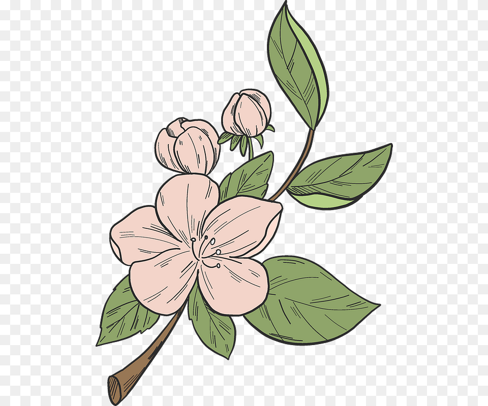 Apple Tree Flower Clipart Desert Rose, Plant, Art, Person, Face Free Png Download