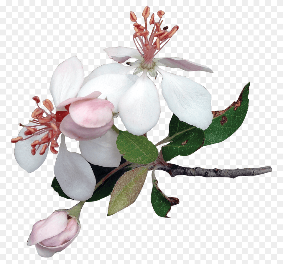 Apple Tree Flowers, Flower, Geranium, Petal, Plant Free Transparent Png