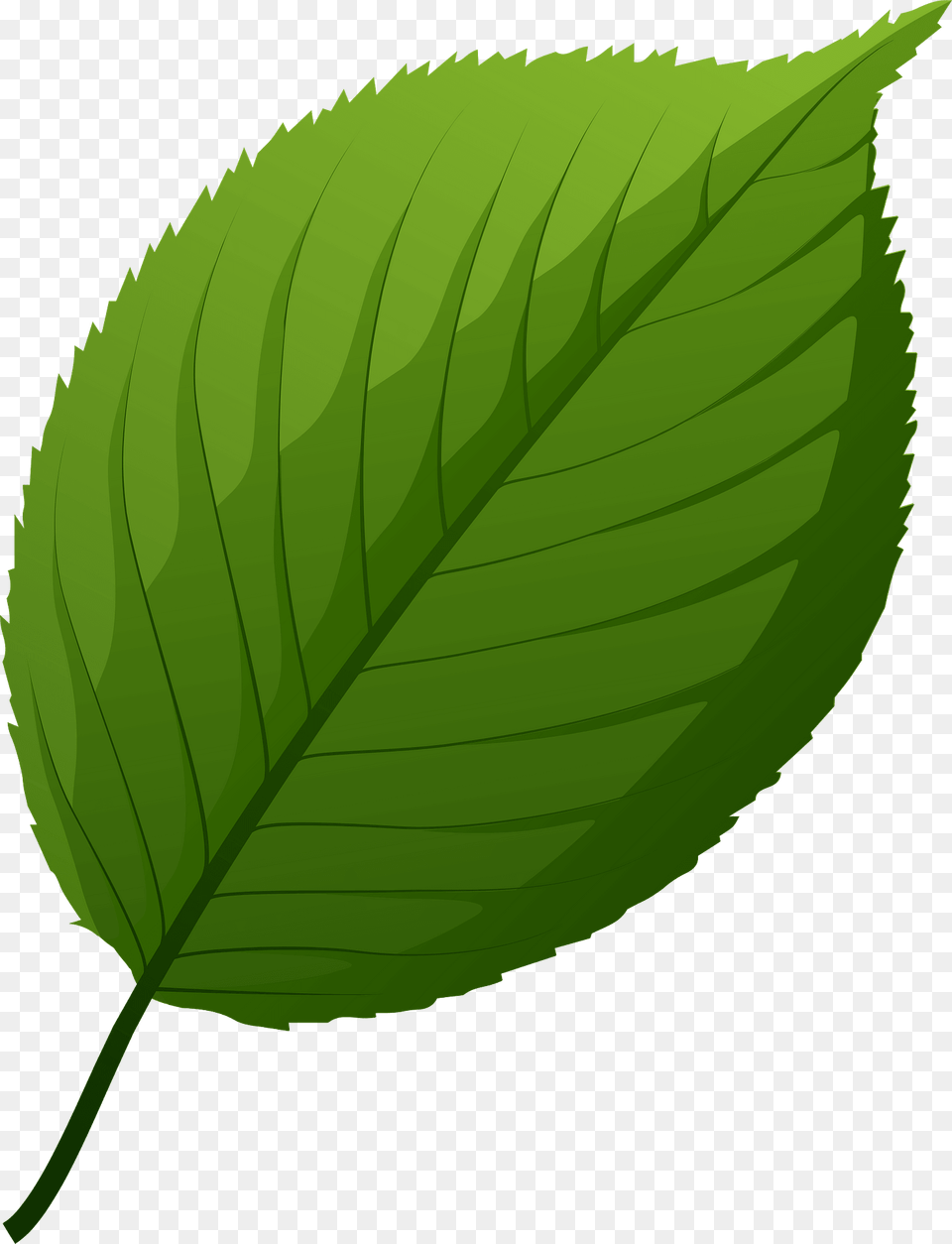 Apple Tree Green Leaf Clipart, Plant, Herbs, Mint Free Transparent Png