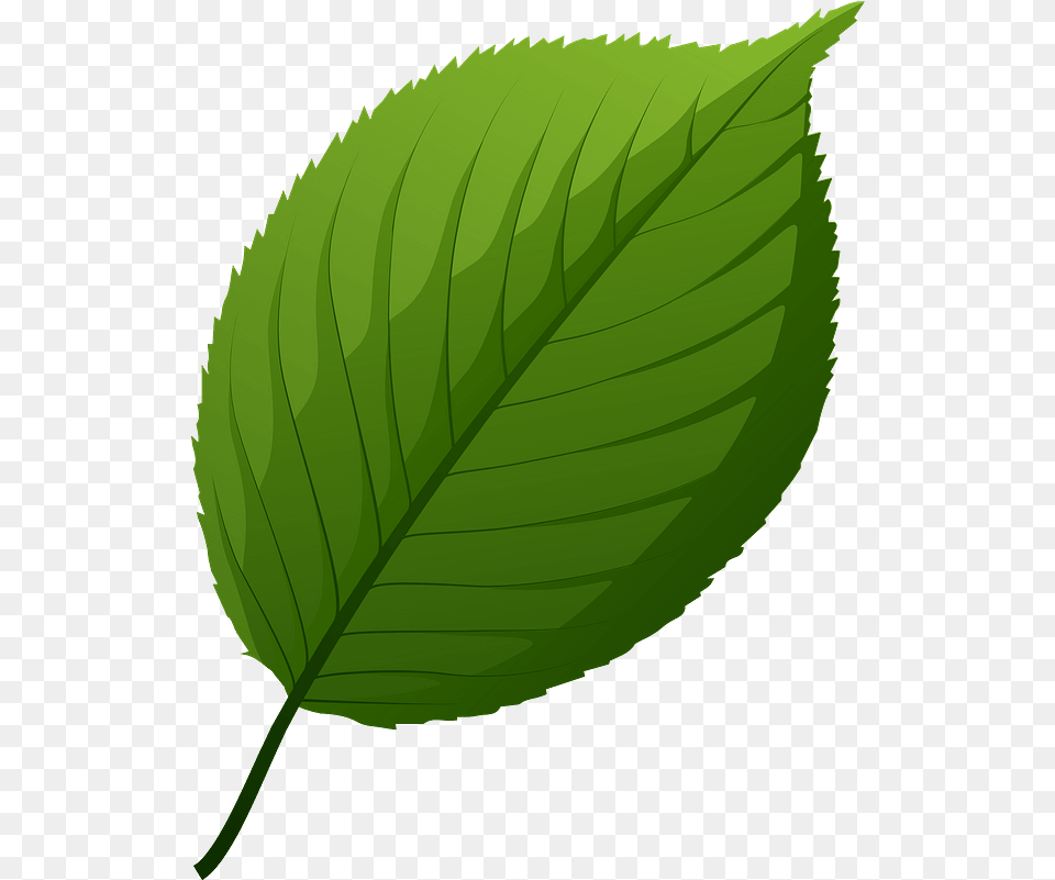 Apple Tree Green Leaf Clipart Transparent Leaf Of Apple Clipart, Plant Png Image
