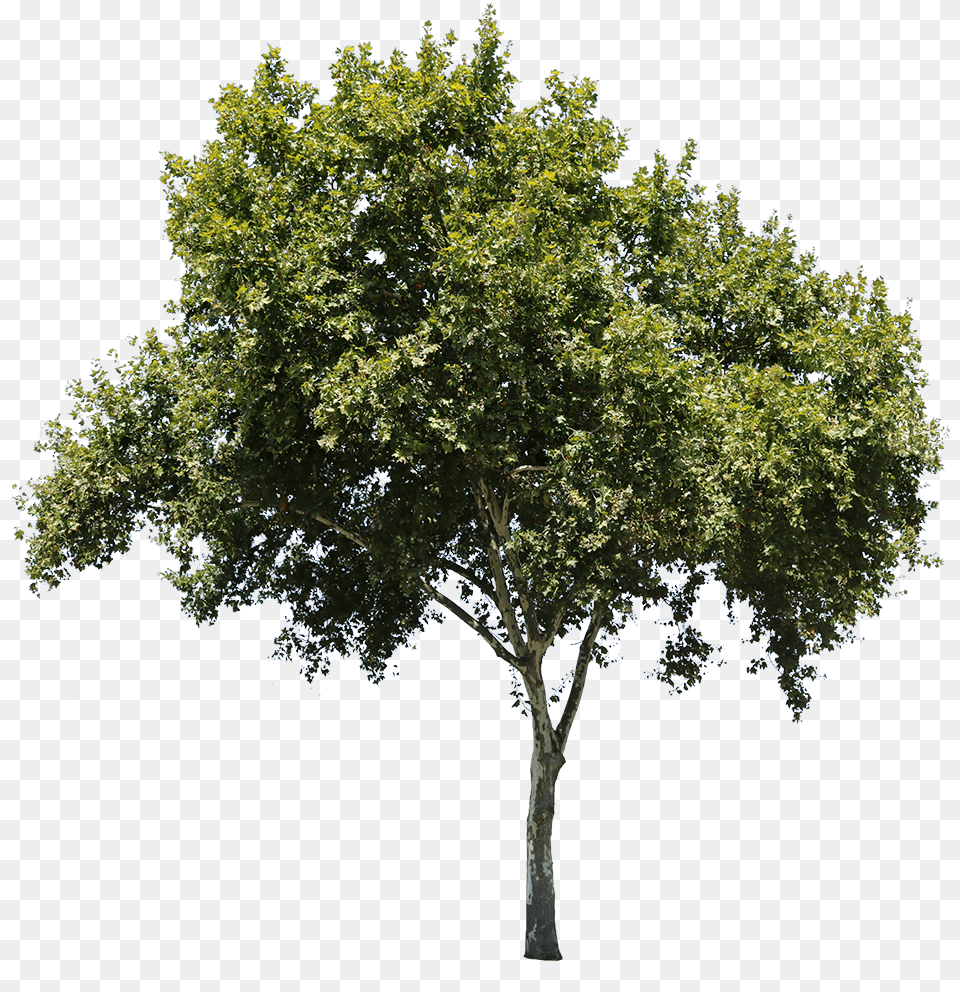 Apple Tree Isolated Tree Cut Out, Oak, Plant, Sycamore, Tree Trunk Free Png