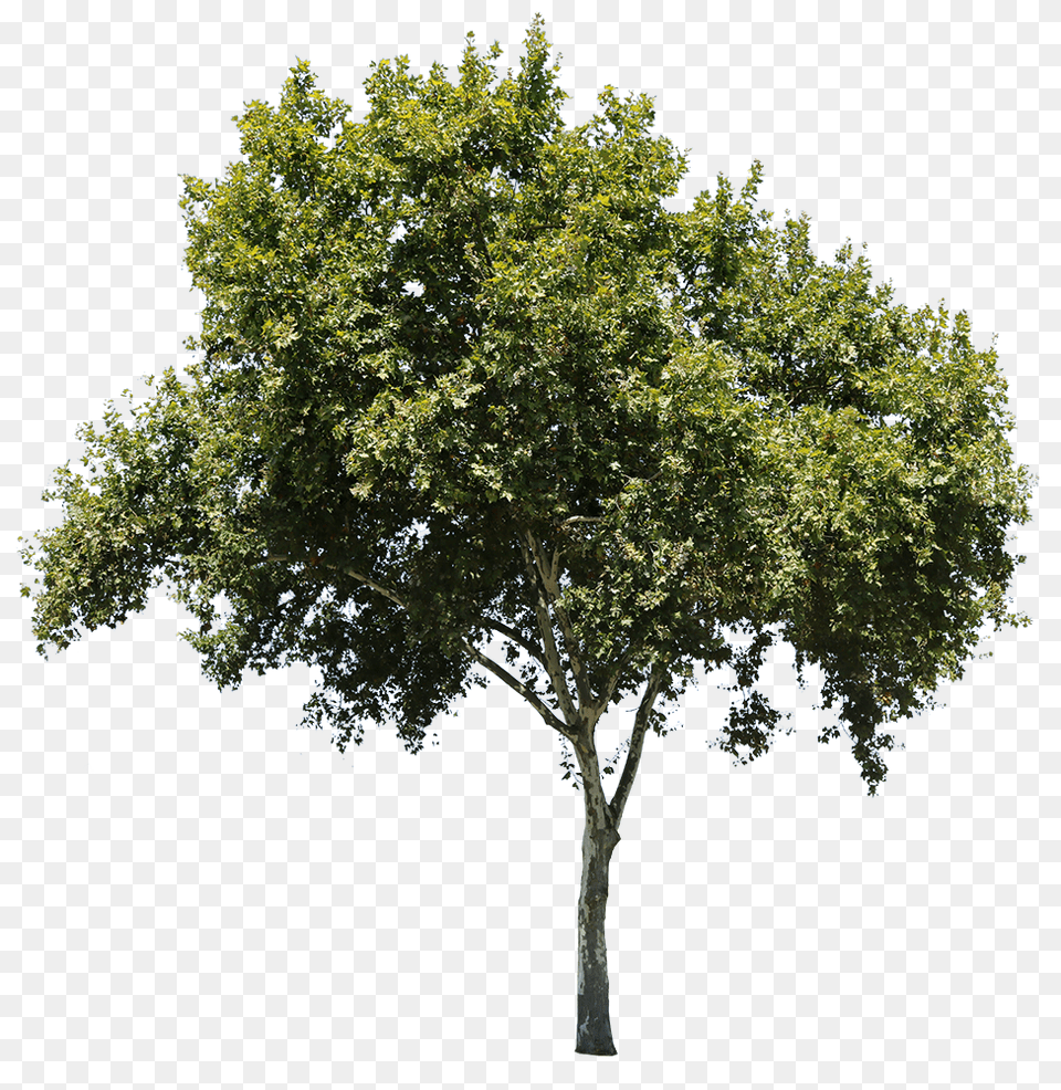 Apple Tree Isolated Tree Cut Out, Oak, Plant, Sycamore Png Image