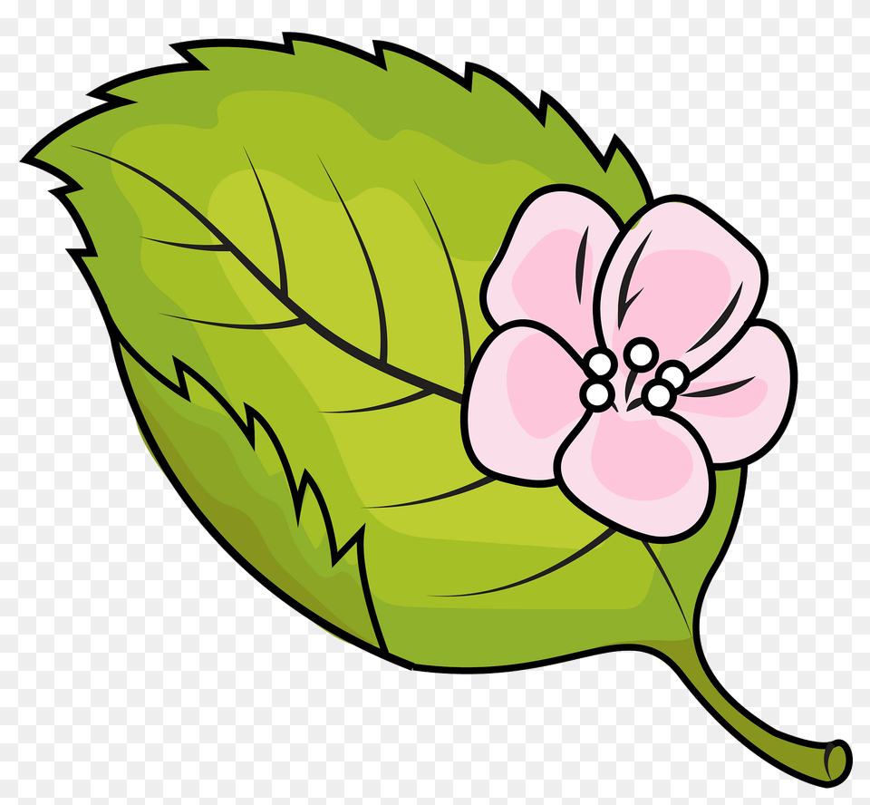 Apple Tree Leaf Clipart, Anemone, Flower, Plant, Dynamite Free Transparent Png