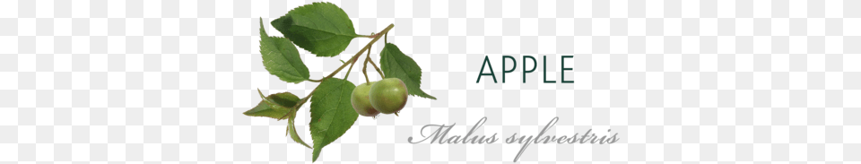 Apple Tree Meaning American Aspen, Food, Fruit, Leaf, Plant Png