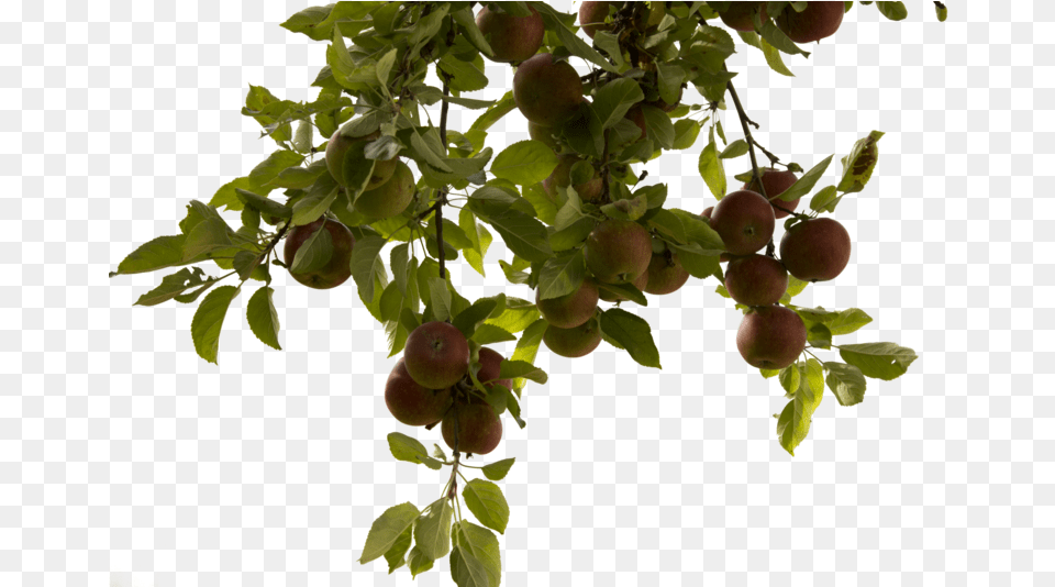 Apple Tree Real Tree Branch, Food, Fruit, Plant, Produce Free Transparent Png