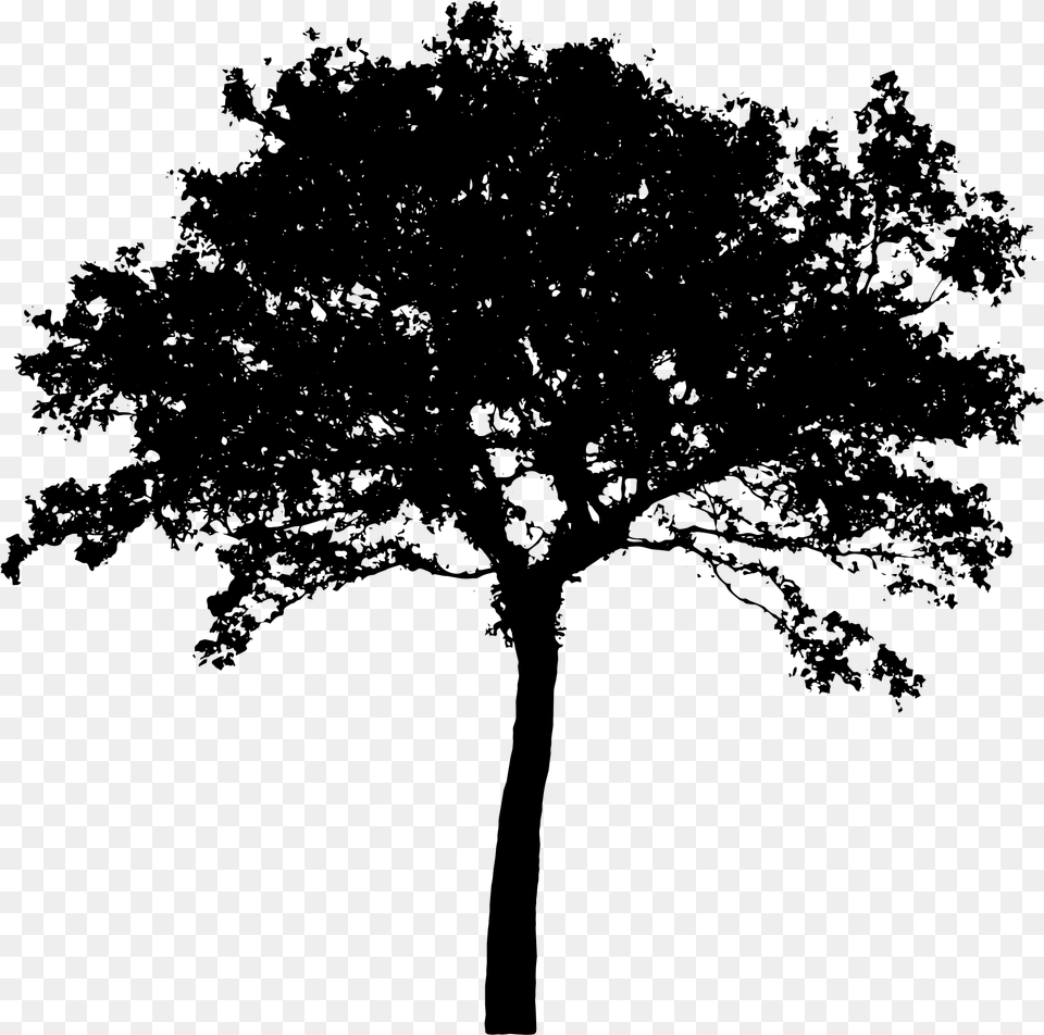 Apple Tree Silhouette Silhouette Tree Vector, Gray Free Png